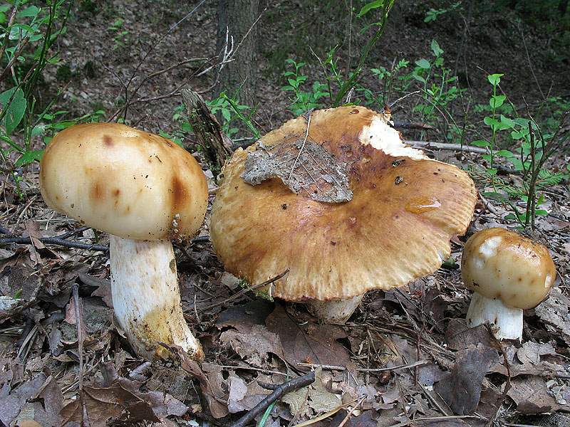 Russula laurocerasi