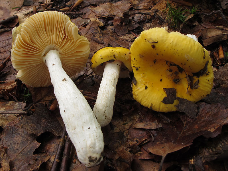 Russula lutea