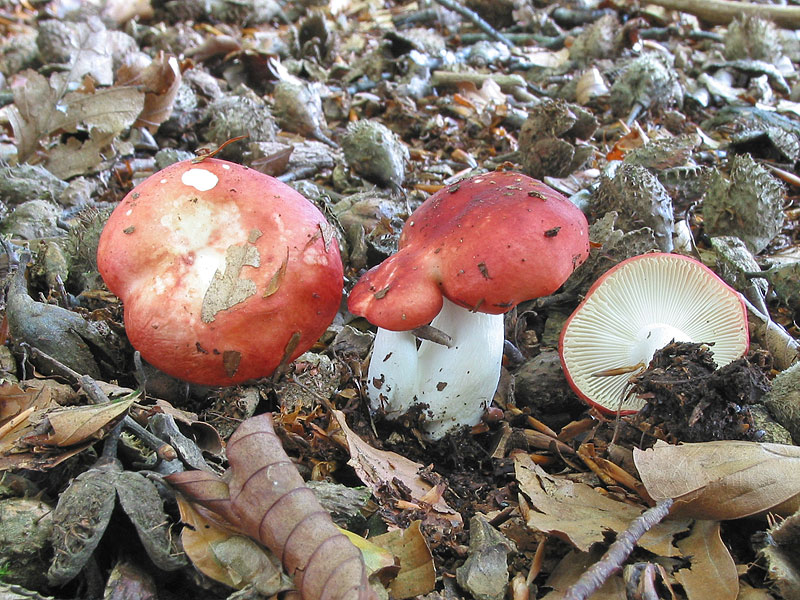 Russula mairei