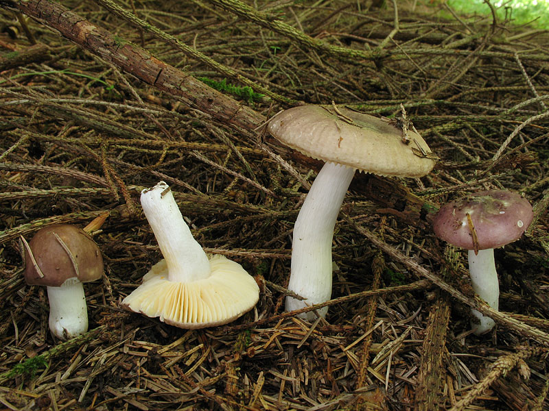 Russula nauseosa