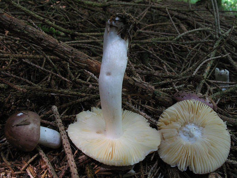 Russula nauseosa