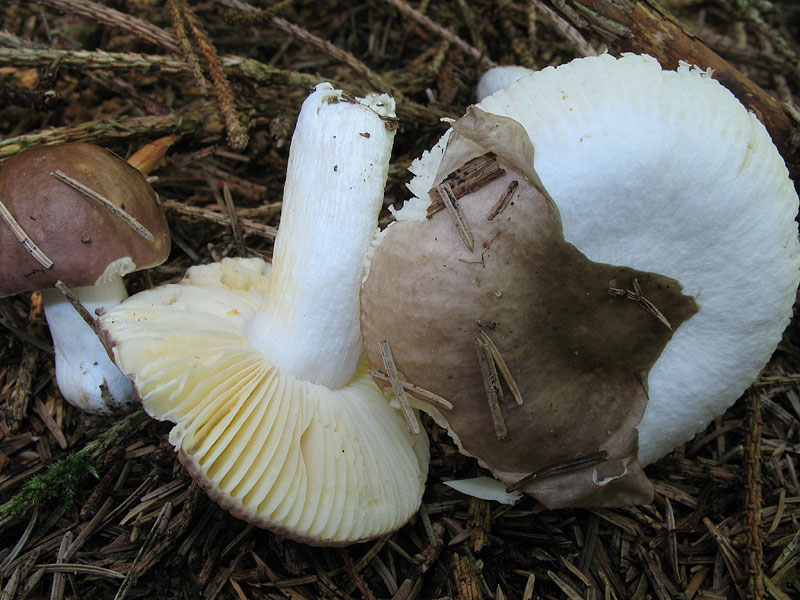 Russula nauseosa