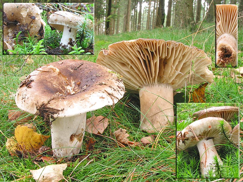 Russula nigricans