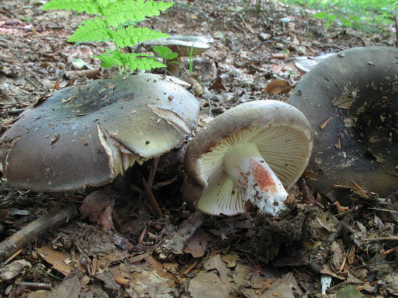 Russula nigricans