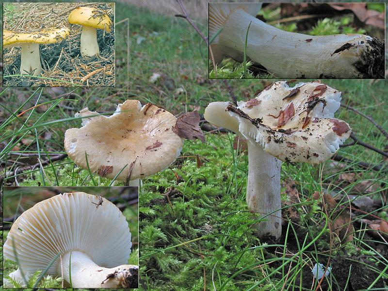 Russula ochroleuca