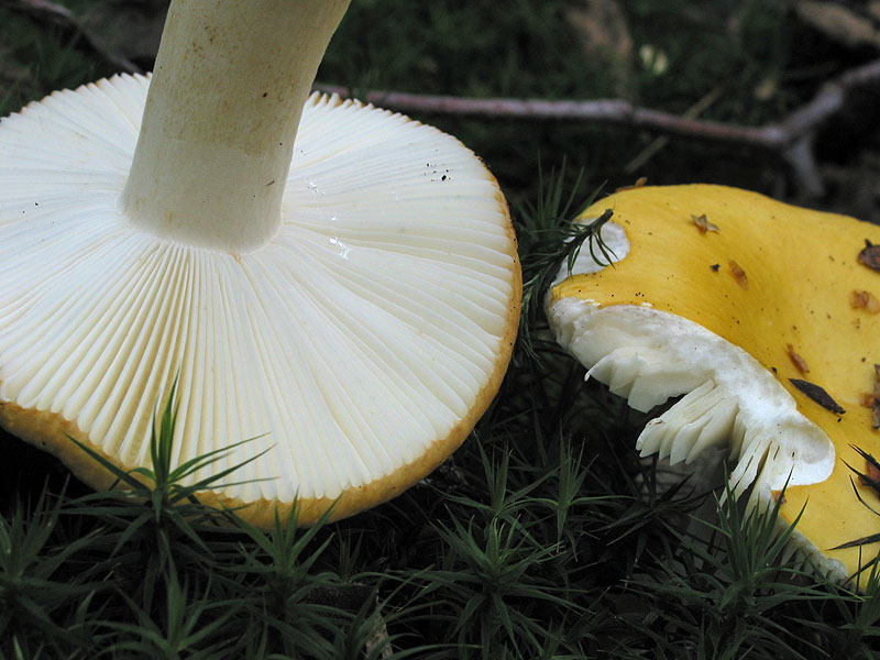 Russula ochroleuca