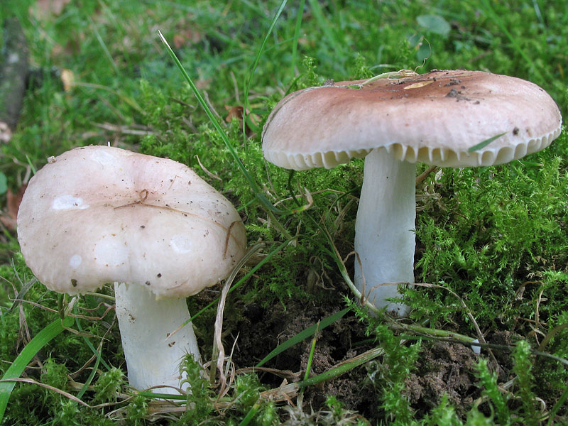 Russula odorata