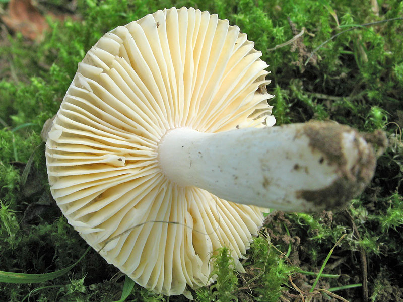 Russula odorata