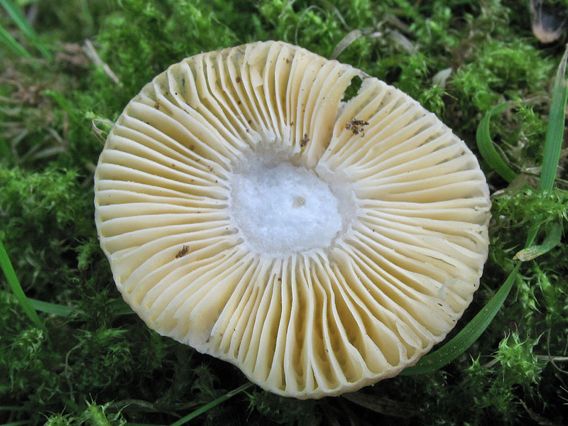 Russula odorata