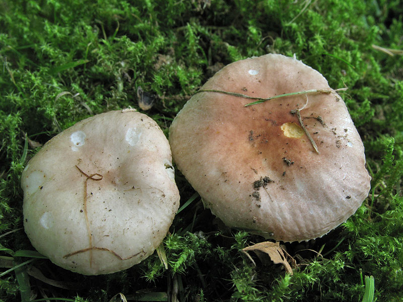 Russula odorata