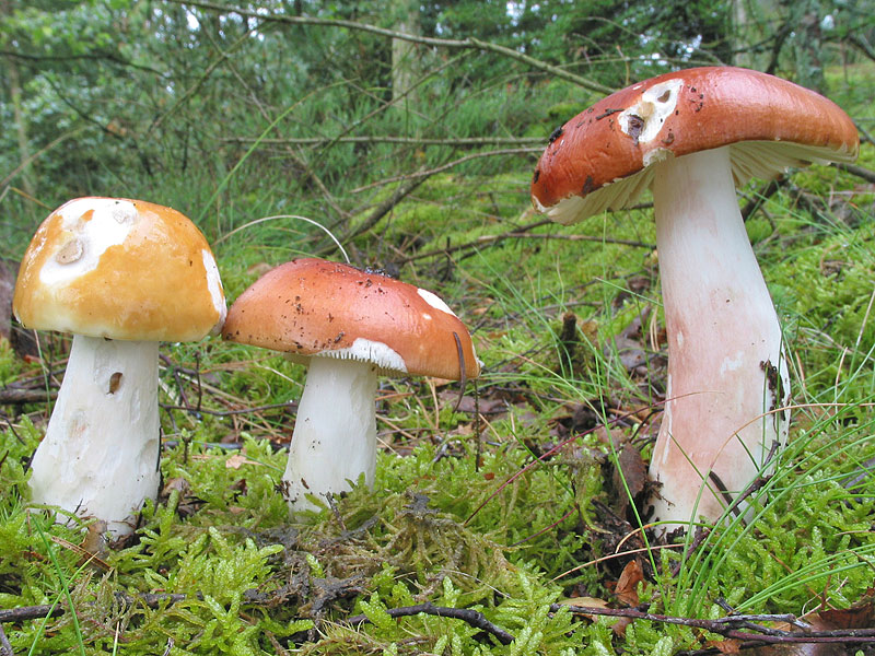 Russula paludosa