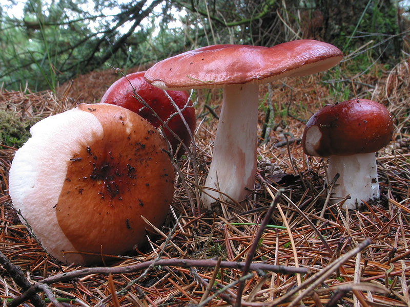 Russula paludosa