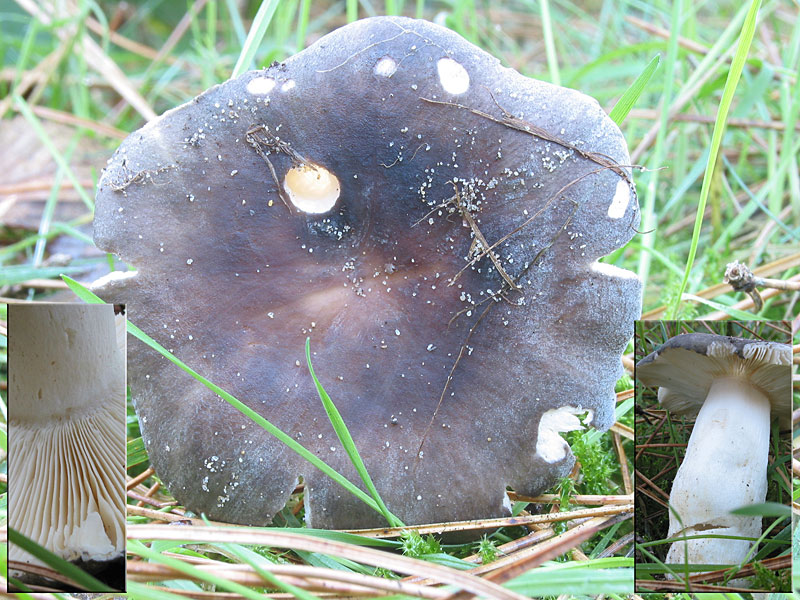 Russula parazurea