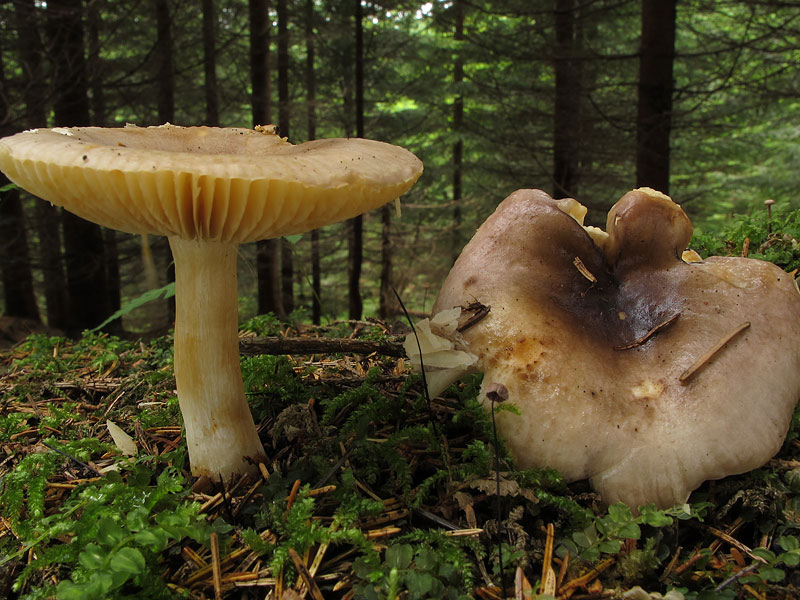 Russula puellaris