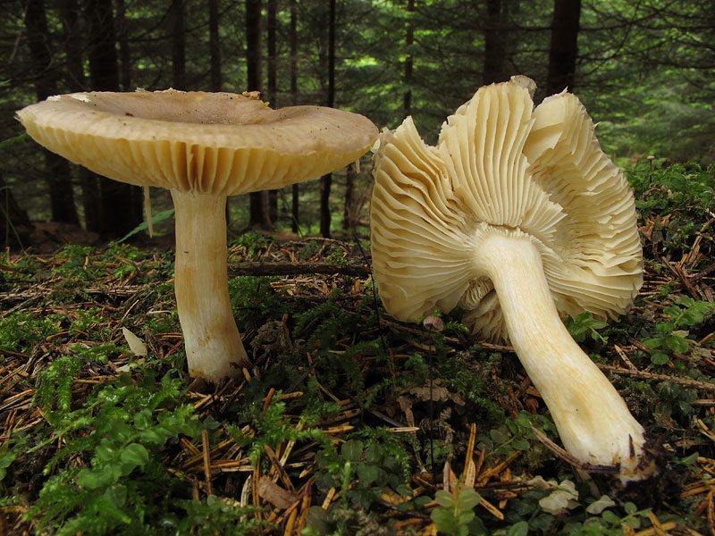 Russula puellaris