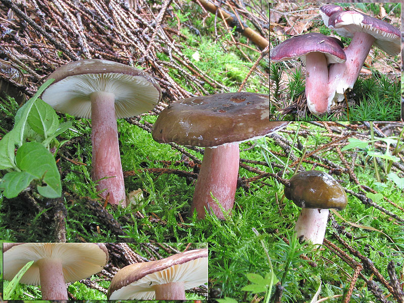 Russula queletii