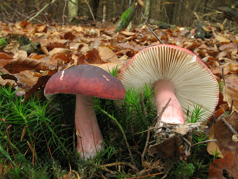 Russula queletii