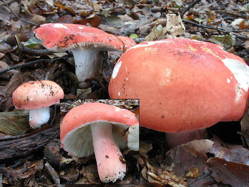 Russula rosea