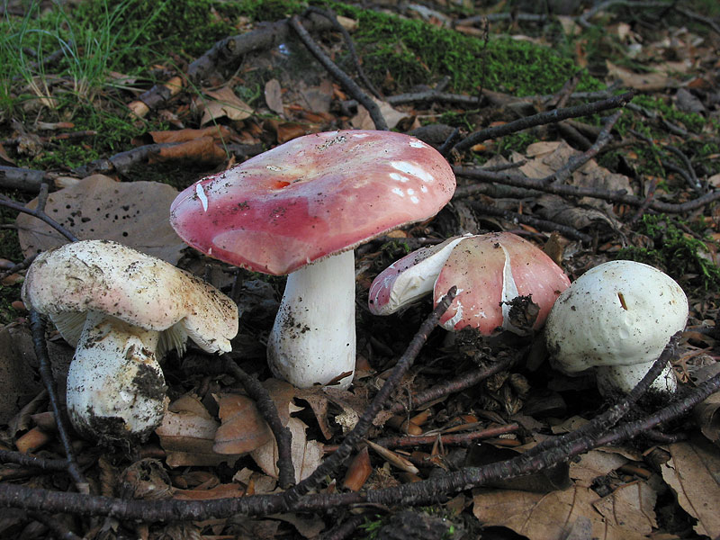 Russula rosea