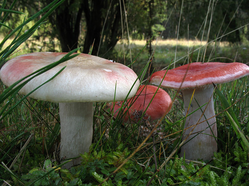 Russula sanguinea