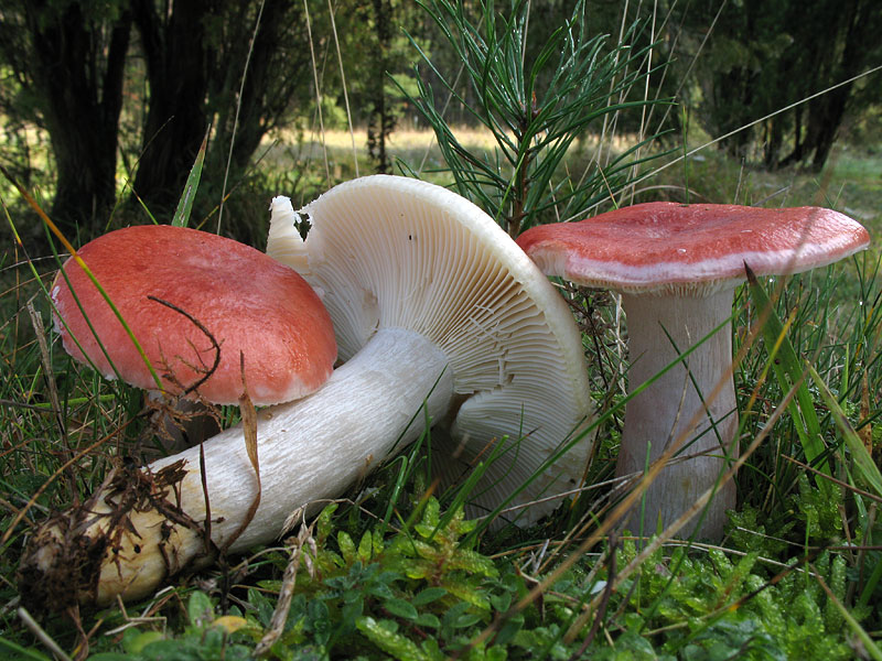 Russula sanguinea