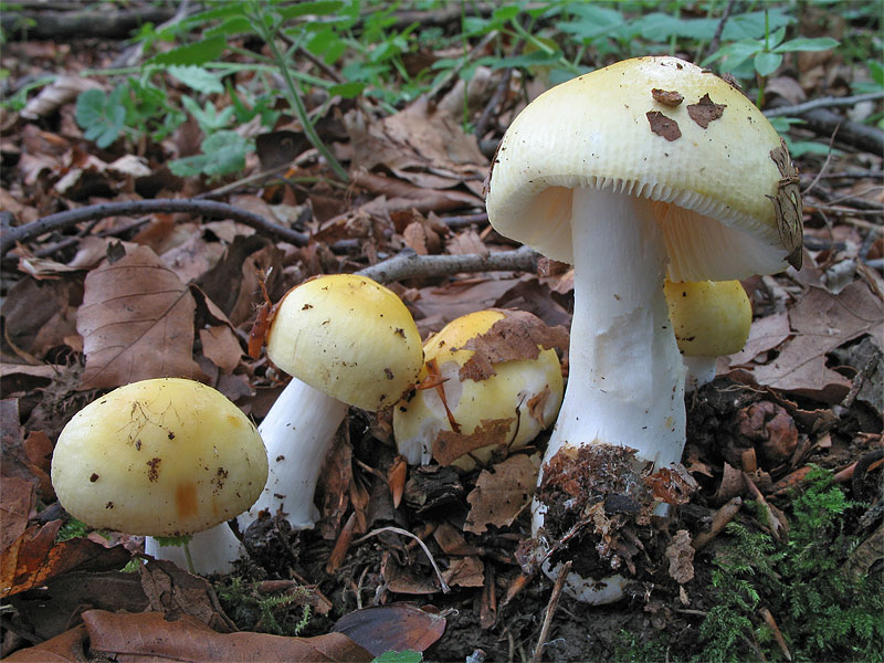 Russula solaris