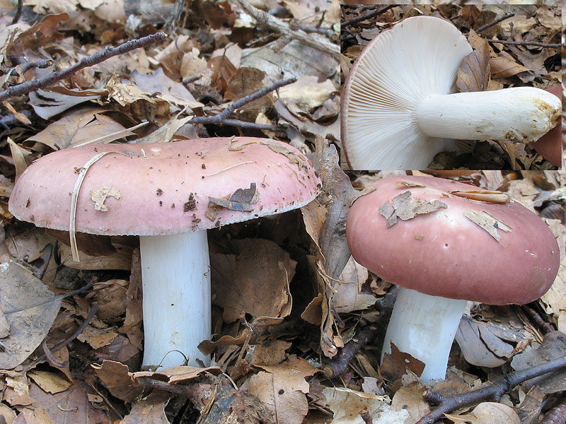 Russula vesca