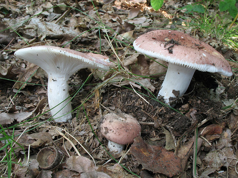 Russula vesca