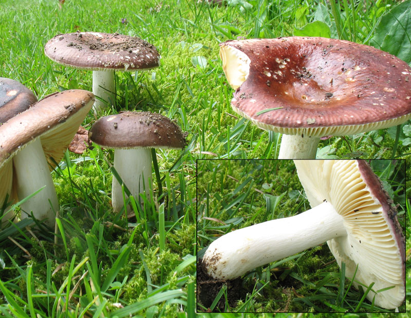 Russula vinosa