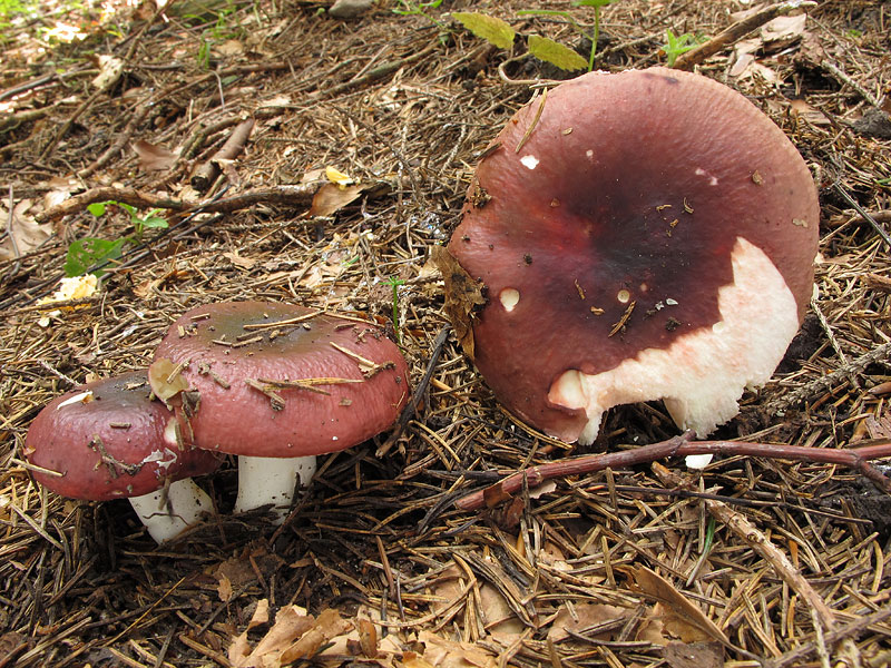 Russula vinosa