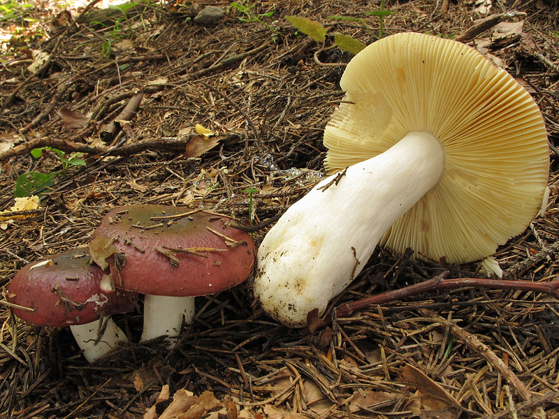 Russula vinosa