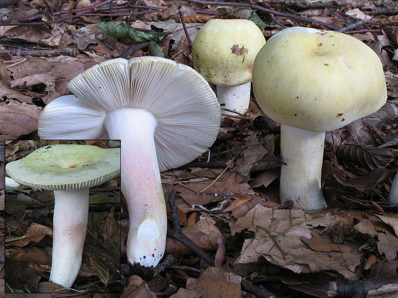 Russula violeipes