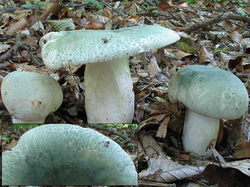 Russula virescens