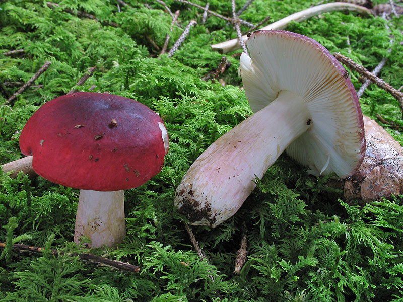 Russula xerampelina