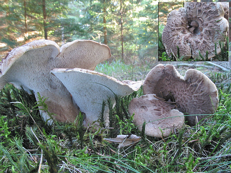Sarcodon imbricatum