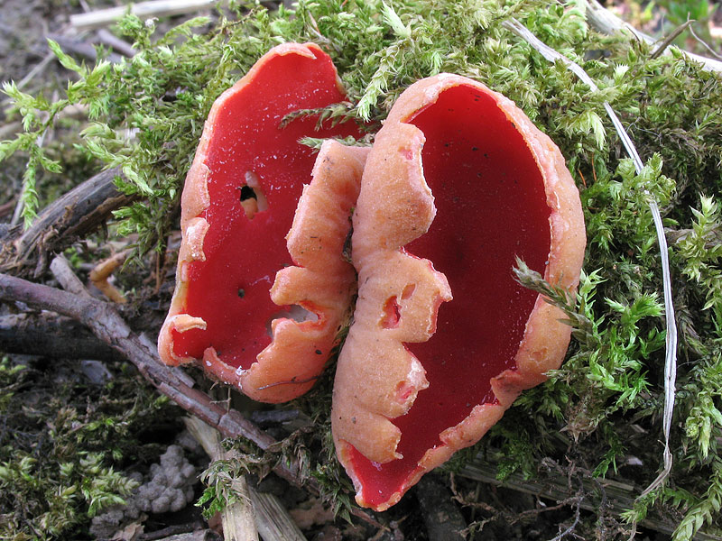 Sarcoscypha coccinea