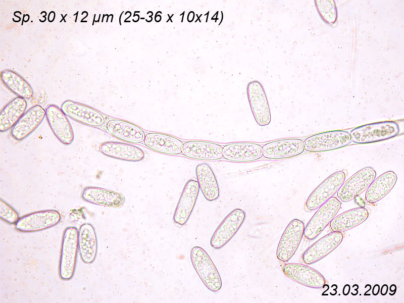 Sarcoscypha coccinea