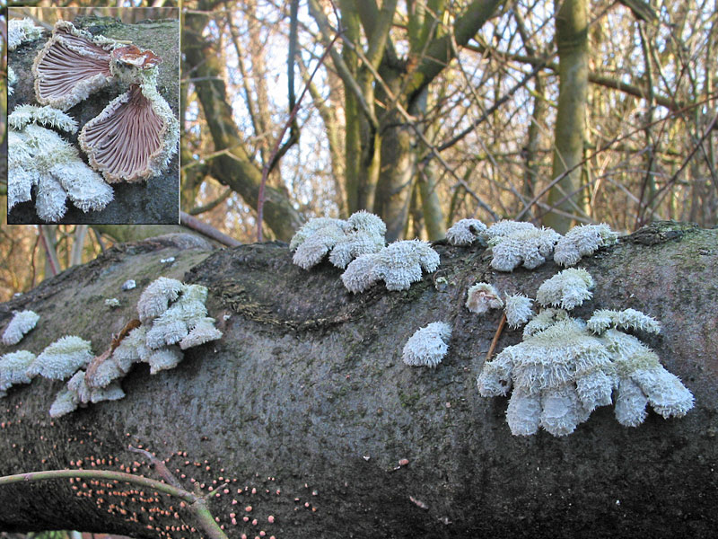 Schizophyllum commune