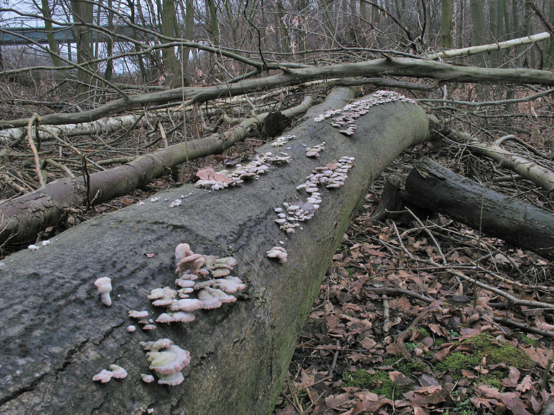 Schizophyllum commune