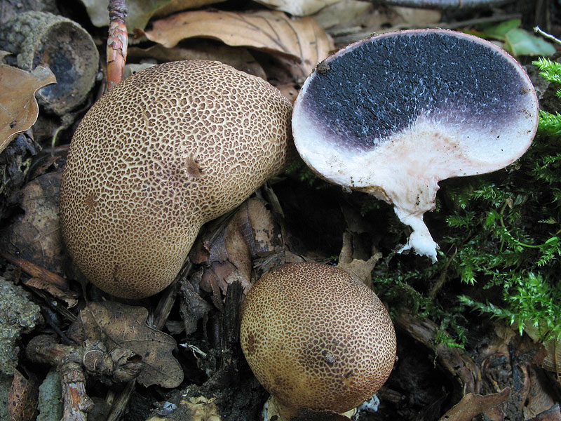 Scleroderma aurantium (syn. citrinum, vulgare)