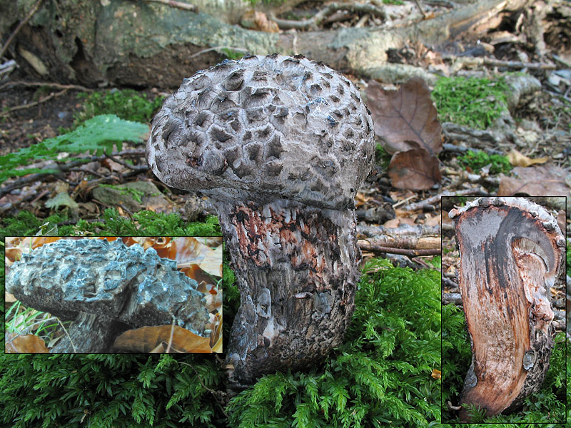 Strobilomyces strobilaceus