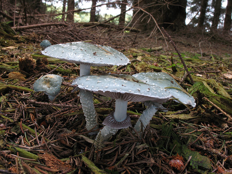 Stropharia aeruginosa