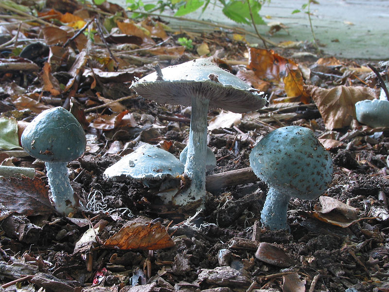 Stropharia aeruginosa