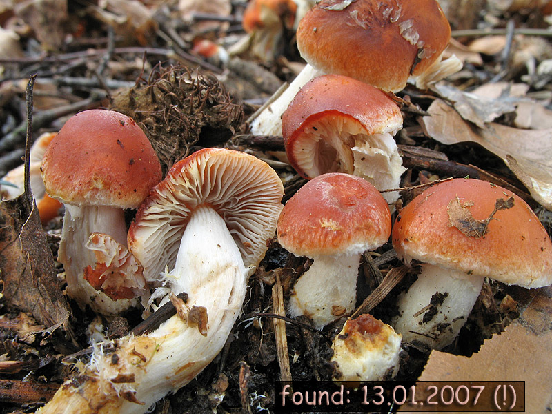 Stropharia aurantiaca