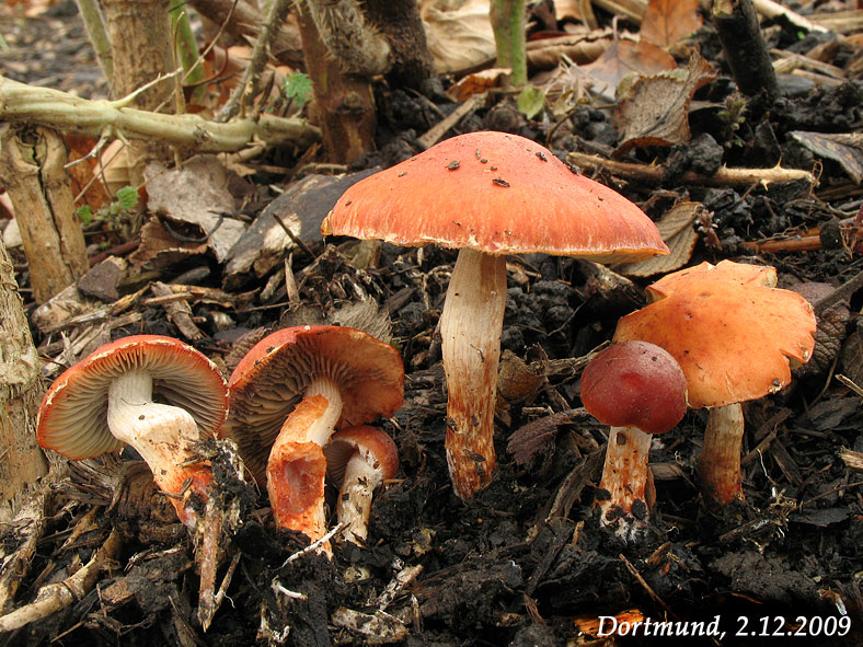 Stropharia aurantiaca