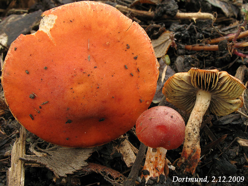 Stropharia aurantiaca