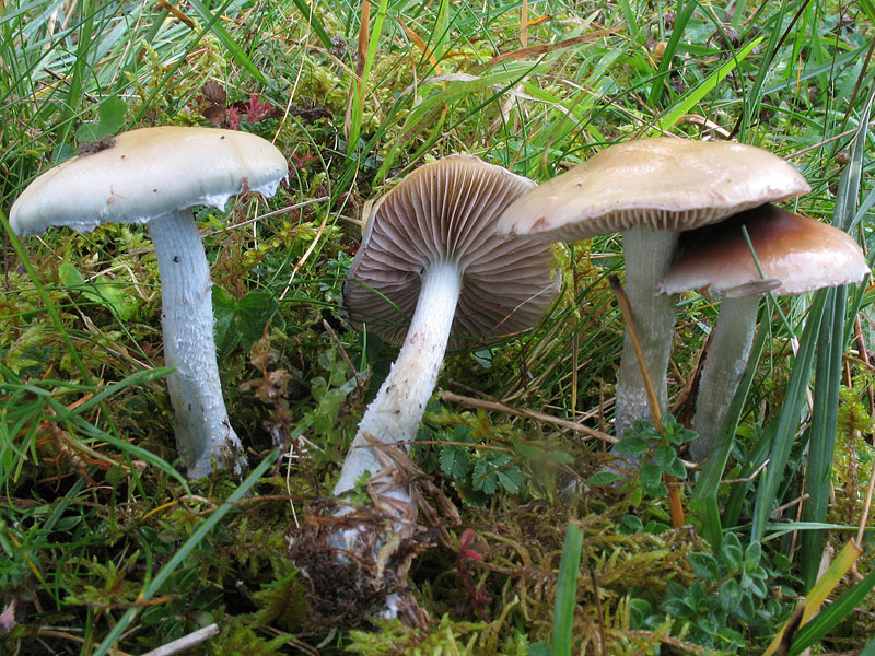 Stropharia caerulea