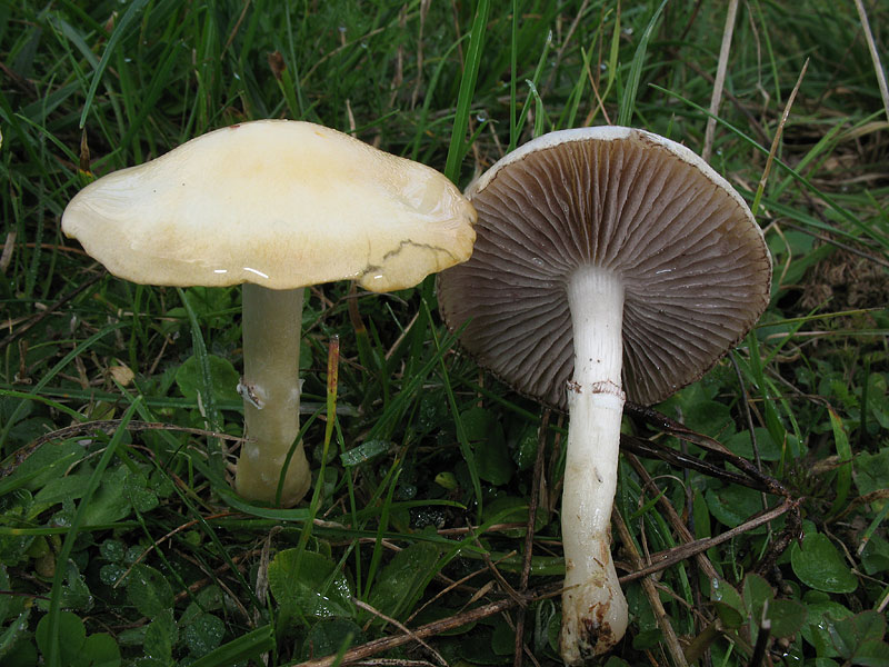 Stropharia coronilla