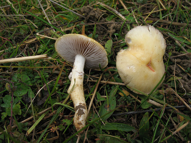 Stropharia coronilla