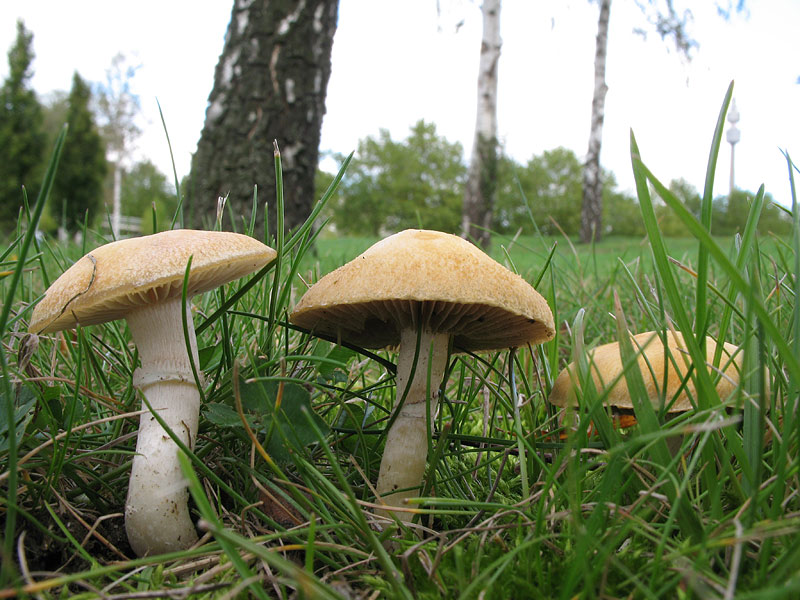 Stropharia coronilla